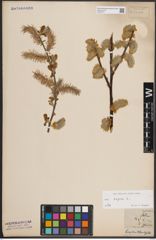 Foto von Salix caprea L.